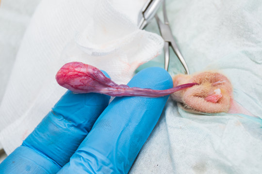 male cat castration by closed technique