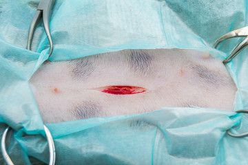 skin incision in cat spay surgery
