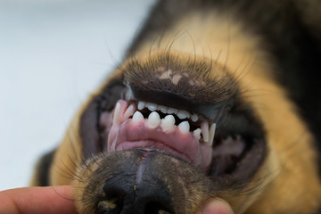 Puppy teeth changing. The first permanent incisors erupted in the middle and milk teeth or...