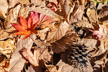 Colorful various Autumn fallen leaves on the ground. dried leaf cover surface of land. close-up,...