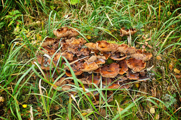 Mushrooms in the form of turned inside out umbrella, growing group. Mushrooms in the forest. Autumn harvest in the forest. Gifts of autumn and forest.