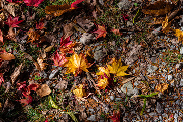 Colorful various Autumn fallen leaves on the ground. dried leaf cover surface of land. close-up, top view from above, multicolor beautiful seasonal concept backgrounds