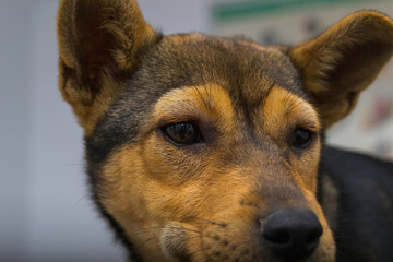 Dog with anaphylactic  reaction after Vitamin K injection