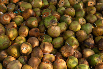 Lots of unpeeled coconuts