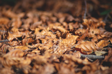 autumn leaves on the ground