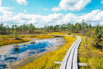 Kemeri National Park Bog trail in Latvia - obrazy, fototapety, plakaty