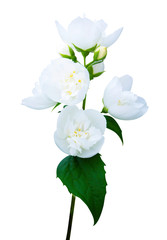 jasmine flowers isolated on white background