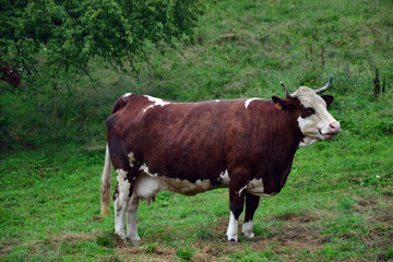 Fototapeta na wymiar Cow 
