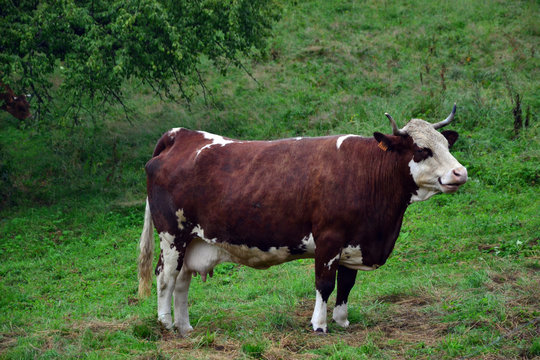 Cow "abundance" isolated in a field in Savoie, France, near several houses. Abundance is the 4th breed of cows for milk and cheese production (Reblochon, tome) in France. 