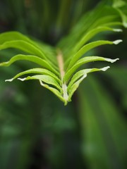 Beautyful ferns leaves green foliage natural floral fern background in sunlight.
