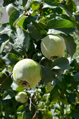 quince tree and raw quinces in the garden
