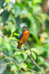 Beautiful kingfisher - In a park in Suginami-ku, Tokyo