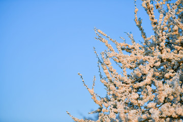 the onset of spring. flowering trees. Flowering apricot in spring time on the background of a green...