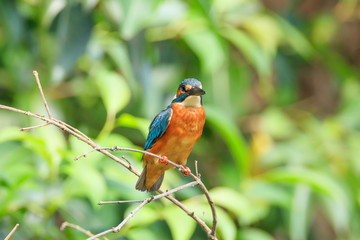 Beautiful kingfisher - In a park in Suginami-ku, Tokyo