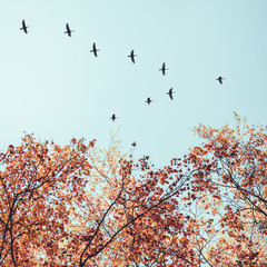 Fototapety  Ptaki wędrowne latające w kształcie litery v nad jesiennym lasem z brzozami. Niebo i chmury z efektem pastelowego koloru.Rozmiar Instagram