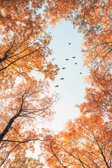 Migratory birds flying in the shape of v over autumn forest with birch trees. Sky and clouds with...