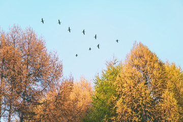 Migratory birds flying in the shape of v over autumn forest with birch trees. Sky and clouds with effect of pastel colored.