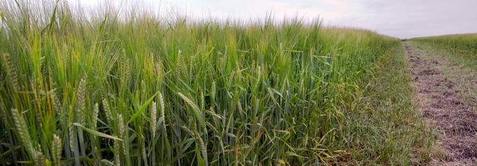 Obraz na płótnie Canvas Wheat ears at fileld. Netherlands