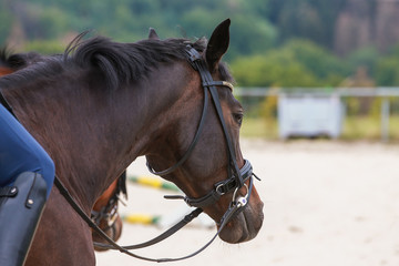 Horse in the riding arena with rider in close-up, head, stirrup, boots spurs..