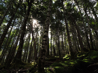 八ヶ岳（麦草峠・白駒池）の苔の森
