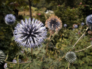 Several echinops ritro, also calls "blue thistle", in a garden.