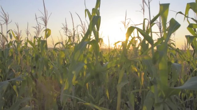 Slow motion, close up shot of a cornfield at sunset with flare. Organic and natural corn growing on a countryside agricultural field