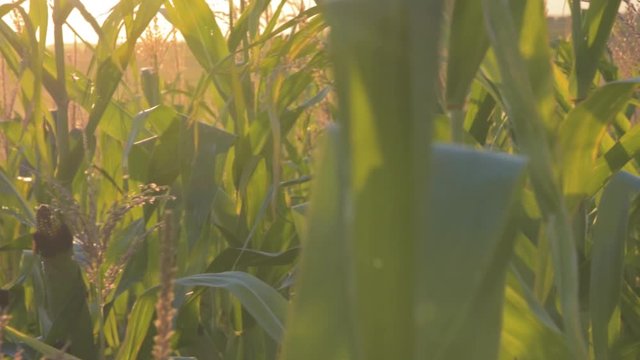 Slow motion, close up shot of a cornfield at sunset with flare. Organic and natural corn growing on a countryside agricultural field