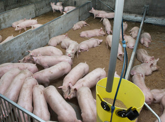 Pigs in stable. Pig breeding. Netherlands Farming