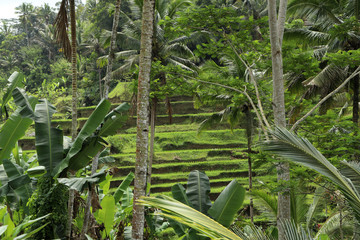 Riceterrace