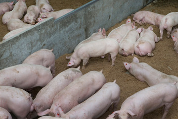 Pigs in modern stable Netherlands. Farming. Pig breeding