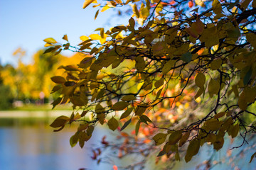 Tree branch with colorful autumn foliage close-up on the background of a pond in the Park on a Sunny day. Beautiful background with autumn nature.