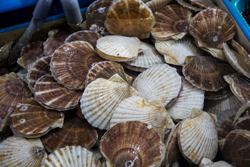 Clam in the basket at the seafood market