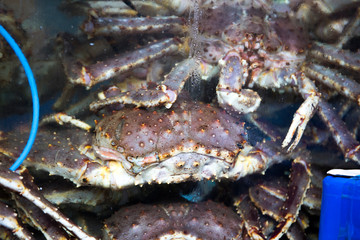Seafood market in Korea