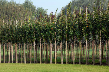 Horticulture. Tree nursery