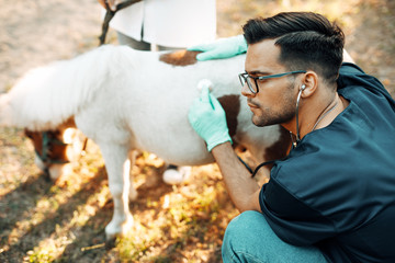 Two veterinarians examining with stethoscope a small and adorable pony horse.