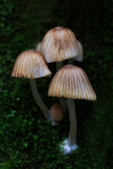 small mushrooms on a tree