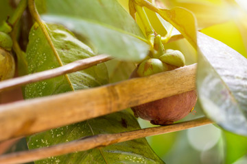 Picking Purple Mangosteen on tree by fruit picker made from bamboo material.