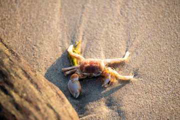A crab that walks on the beach, the seafront, the morning  