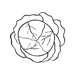 Black and white vector illustration of cabbage