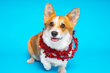 Pembroke Welsh Corgi sits in a rack with a raised paw. Photo shoot on a blue background