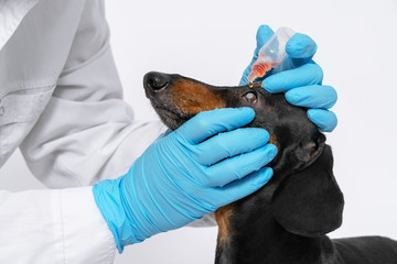 Veterinarian in a medical office conducts a medical examination of the animal