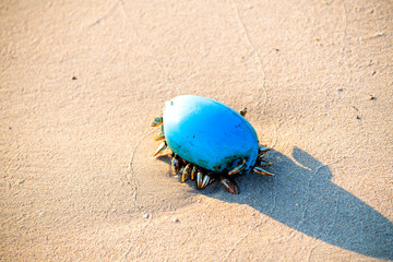 Barnacle sea inhabited by sea, waves breaking on the beach in the morning