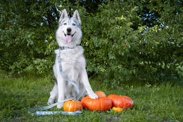 Siberian Husky guards harvested ripe big pumpkin