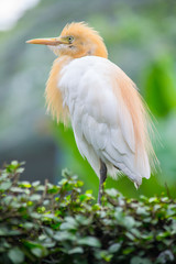 Close-up and side view of a Cattle egret (Bubulcus ibis): cosmopolitan species of heron (family Ardeidae) found in the tropics, subtropics, and warm-temperate zones.