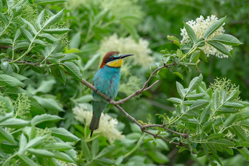 European bee eater on the tree