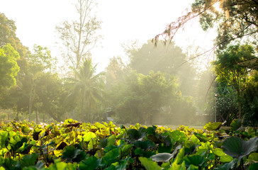 Pink lotus that grows in the pond look beautiful In the morning