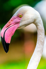 Greater flamingo (Phoenicopterus roseus), side view close-up, showing beak and eye