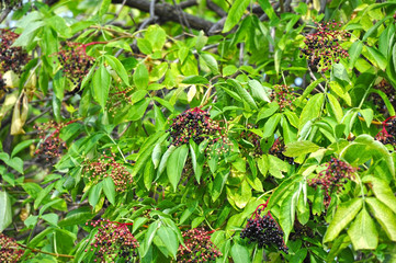 Elderberry on branch