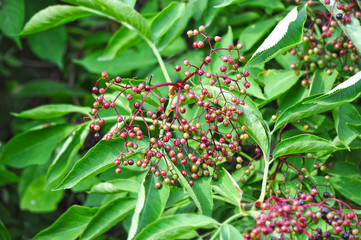 Elderberry on branch