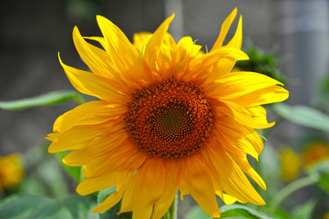 Sunflower (Helianthus) plant